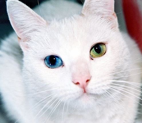 파일:오드아이 고양이.jpg