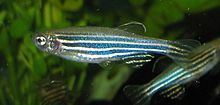 220px-Zebrafish.jpg