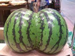 파일:이게 수박이야 가슴이야.jpg