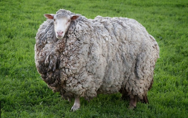 파일:털복숭이 양.jpg