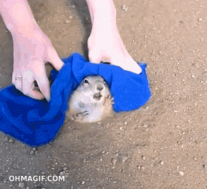 파일:프레리독 구출.gif