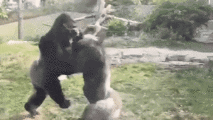 고릴라 싸움.gif
