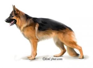 저먼 셰퍼드.jpeg