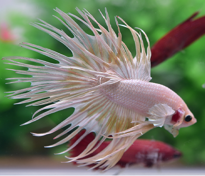 파일:Crowntail.png