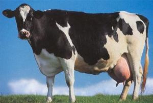 Cow female black white.jpg
