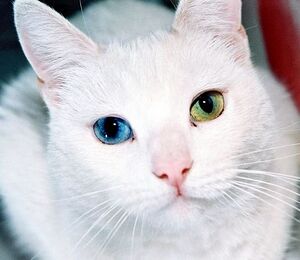 오드아이 고양이.jpg