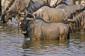 목욕하는 누님.jpg