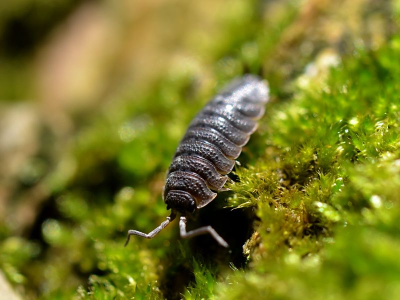 파일:Porcellio scaber.jpg