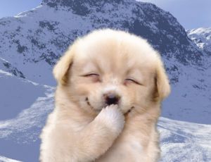 개죽이 웃음.jpg