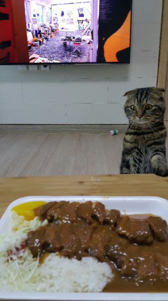 파일:3554733241 b929e014 pikicast747007658.jpg