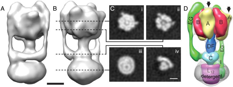 파일:ATPase.jpg