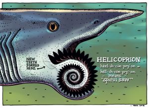 Helicoprofilewithwhorl color.jpg