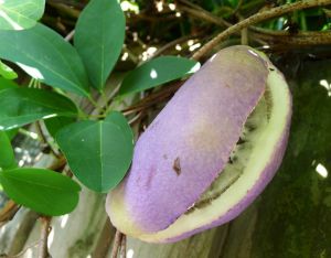 Chocolate Vine, Akebia quinata fruit (36368946404).jpg