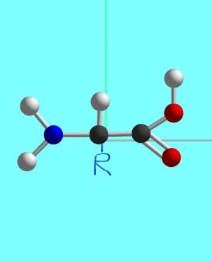 아미노산의 기본구조.jpg