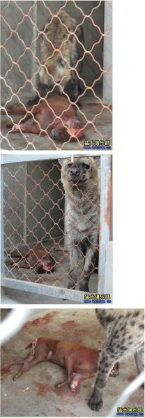 파일:하이에나에게 쳐발린 핏불.jpg