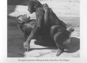 Bonobo gg rubbing.jpg