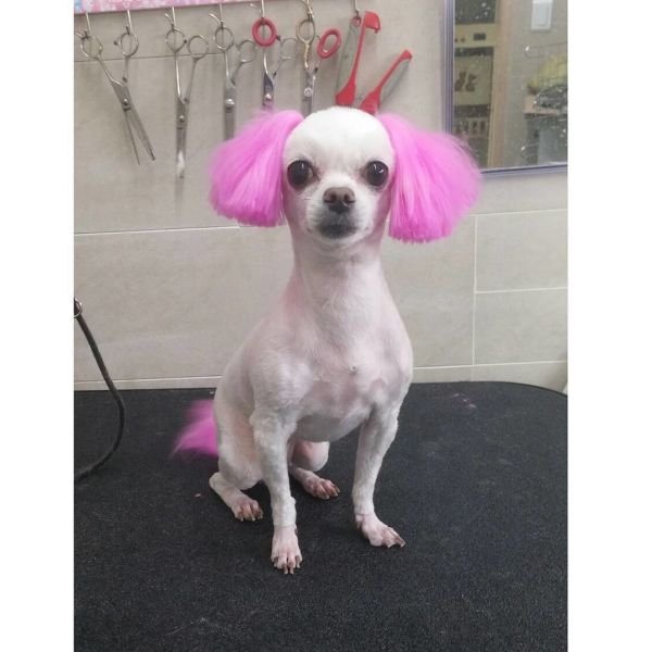 파일:말티즈 개새끼.jpeg