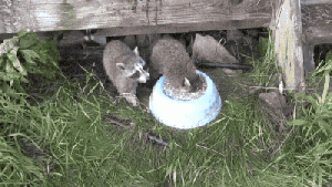 1030113731 d48b3dbd.gif