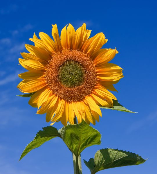 파일:Sunflower sky backdrop.jpg