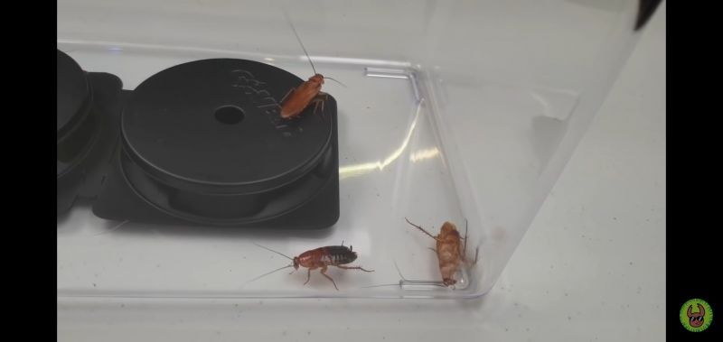 파일:밀수충 ㅈㅂㄹ.jpg