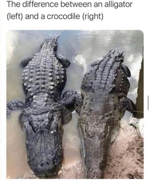 파일:앨리게이터와크로커다일.jpg