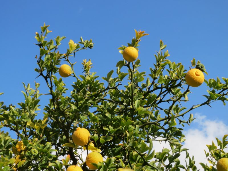 파일:20151019Citrus trifoliata4.jpg