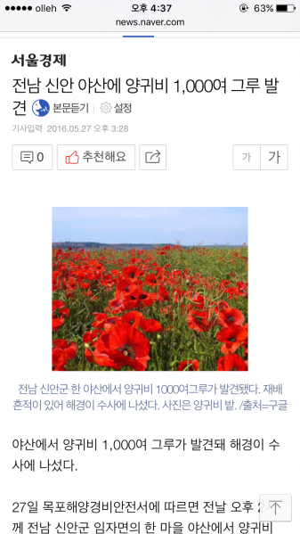 파일:양귀비 천그루.png