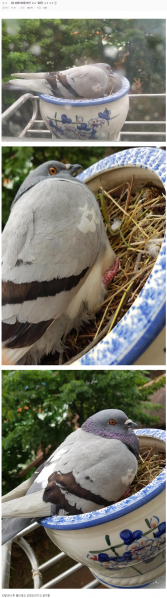 파일:비둘기 알 후라이 빌런.png