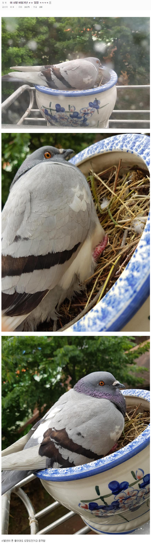 비둘기 알 후라이 빌런.png