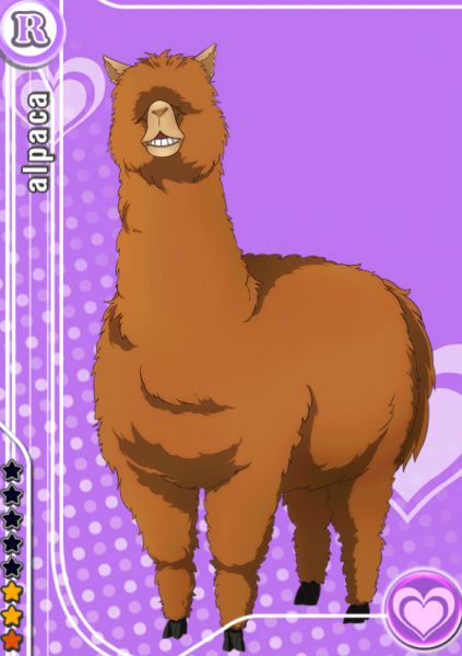파일:암컷알파카.jpg