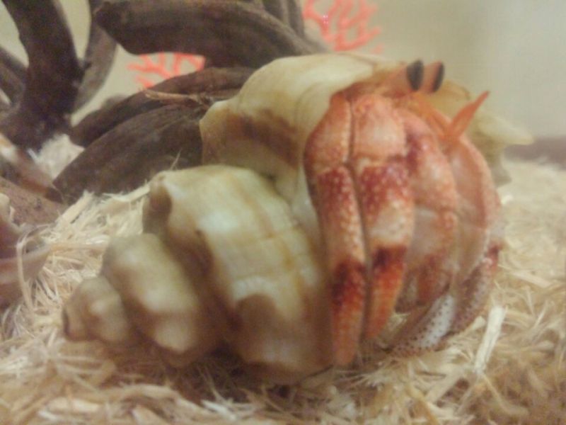 파일:Strawberry hermit crab.jpg