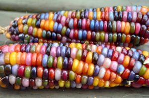 Rainbowcorn.jpg