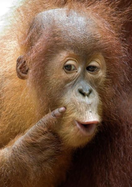 파일:키움 손혁감독.jpg