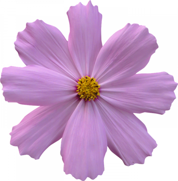 파일:Cosmos-1781041 960 720.png