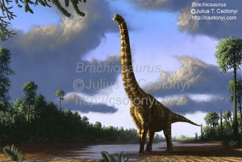 파일:Brachiosaurus Csotonyi.jpg