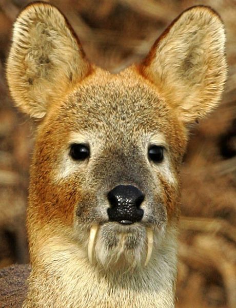 파일:고라니 이빨.jpg