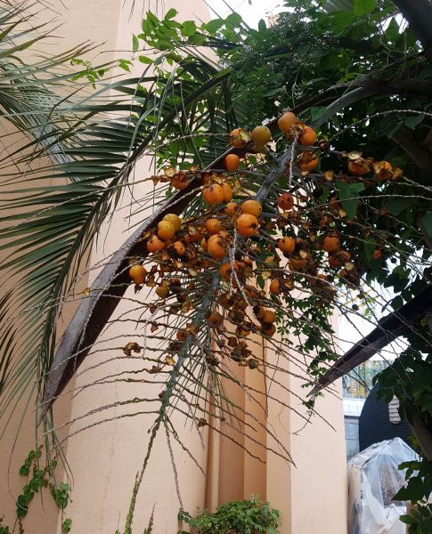 파일:뷰티아 야자.jpg