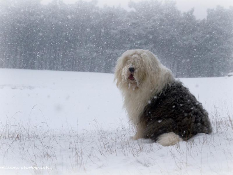 파일:올드 잉글리시 시프도그 5.jpg