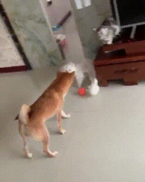 개와 고양이.gif