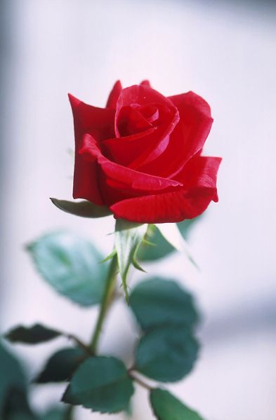파일:Red rose.jpeg