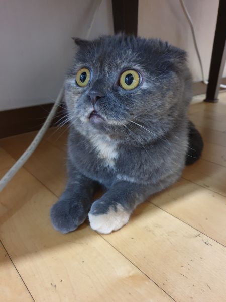 파일:스코티쉬 폴더.jpg