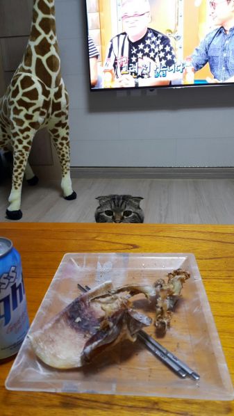 파일:Web 778375889 ff17e6d9.jpg