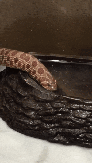 물먹는 뱀쨩.gif