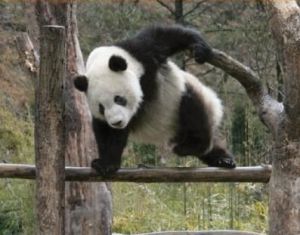 판다.jpg
