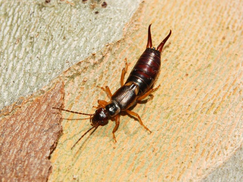 파일:Forficula auricularia.JPG