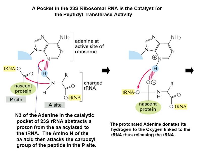 파일:23s active site.jpg