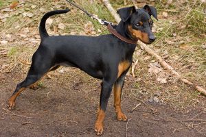 Miniature pinscher.jpg