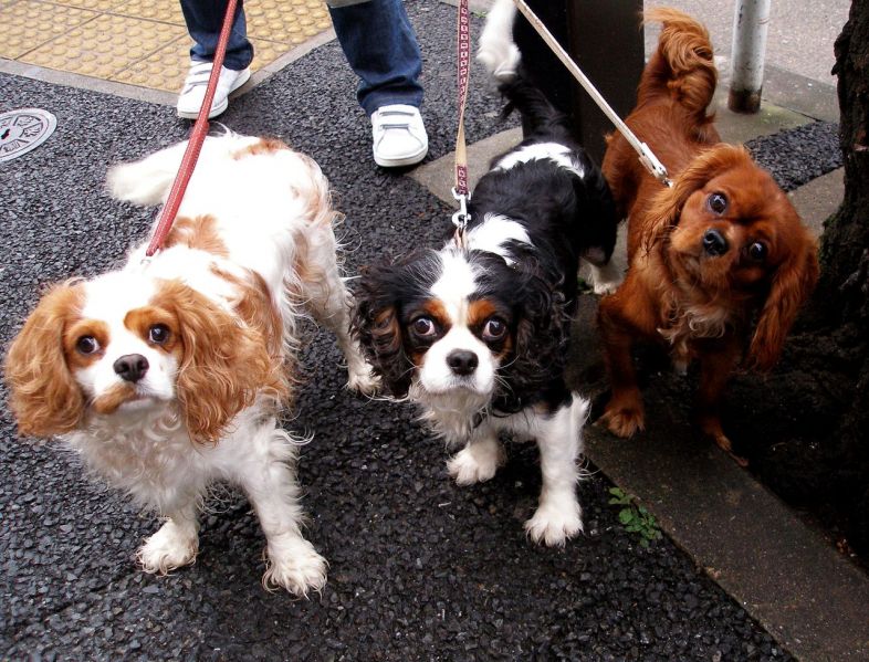 파일:Cavalier King Charles Spaniel trio.jpg