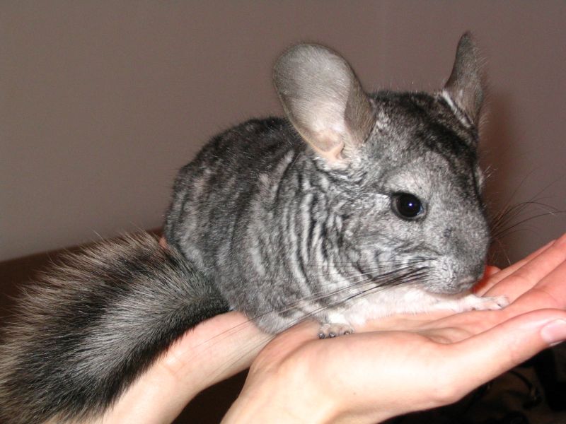 파일:Chinchilla 01.jpg