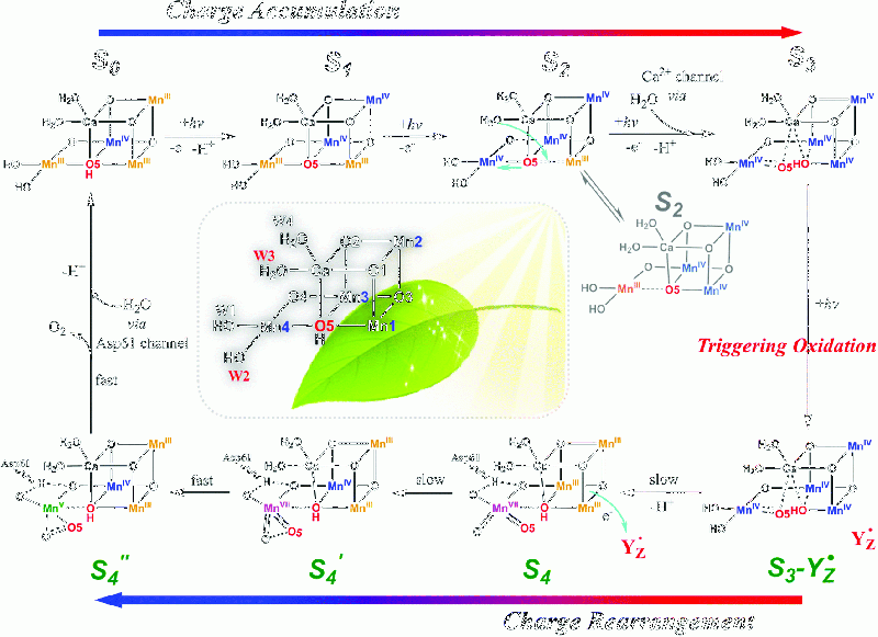 파일:망간-칼슘 복합체.gif
